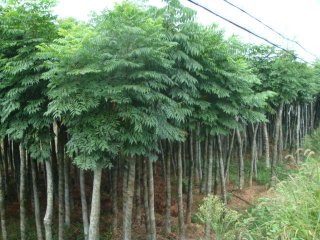 石家庄栾树|河北栾树|藁城栾树|南洼栾树|栾树价格