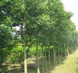 石家庄三角枫|河北三角枫|藁城三角枫|南洼三角枫|三角枫价格