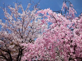 石家庄樱花|河北樱花|藁城樱花|南洼樱花|樱花价格