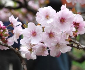 石家庄日本樱花|日本樱花价格
